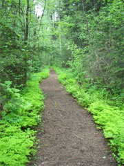 woodland path