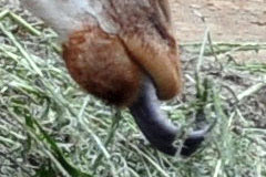 nikon d5000 100% crop