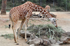 nikon d5000 full size image