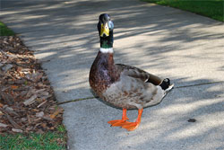 Standing Duck Taken With DSLR