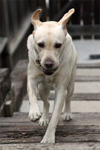 Running Yellow Labrador