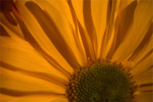 Flower petal closeup