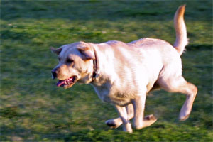Yellow lab running