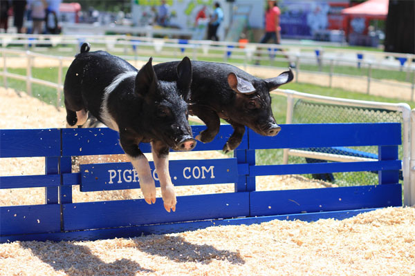 Canon 650D T4i - Racing Pigs