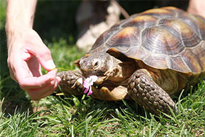 Turtle Eating Flower